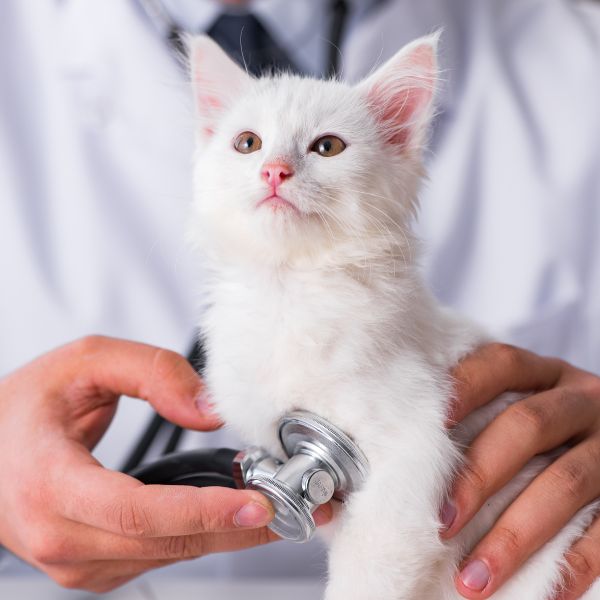 A veterinarian examining a cat