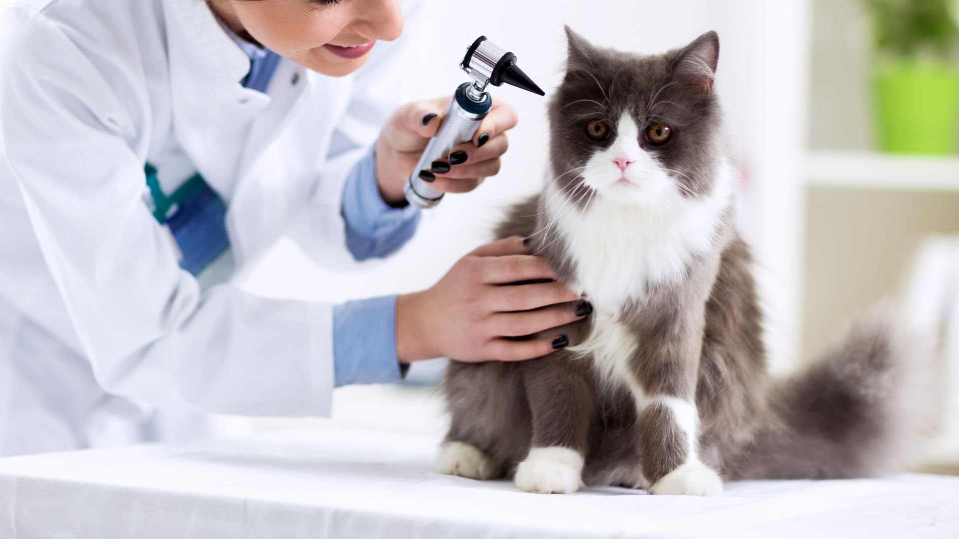 Veterinarian In Rock Island, IL 61201 | Rock Island Animal Hospital