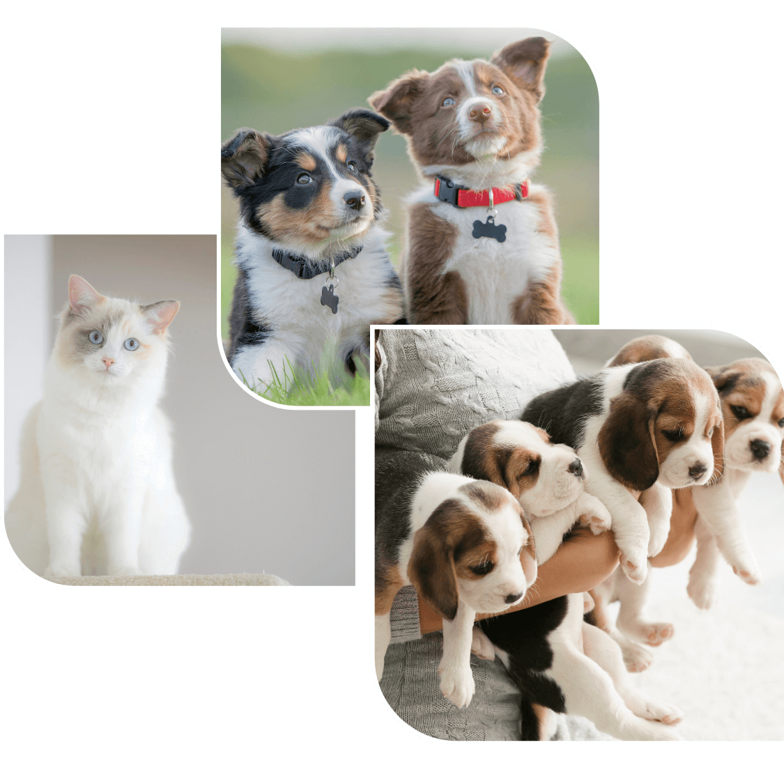 Dogs and cat images frame