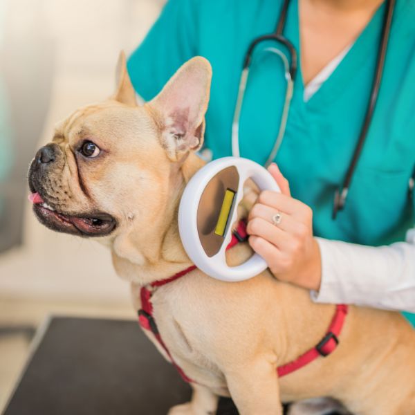 Vet scanning a french bulldog for microchip