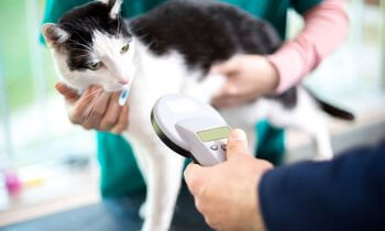 cat microchipping