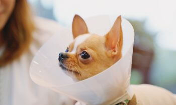 A dog wearing cone after surgery