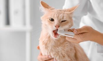 vet checking cat teeth