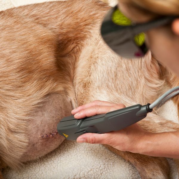 A vet applying laser therapy to dog