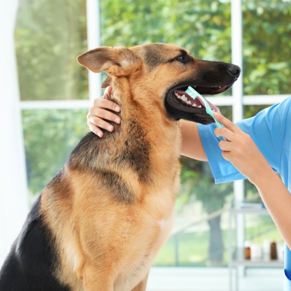 A veterinarian brushing dog's teeth