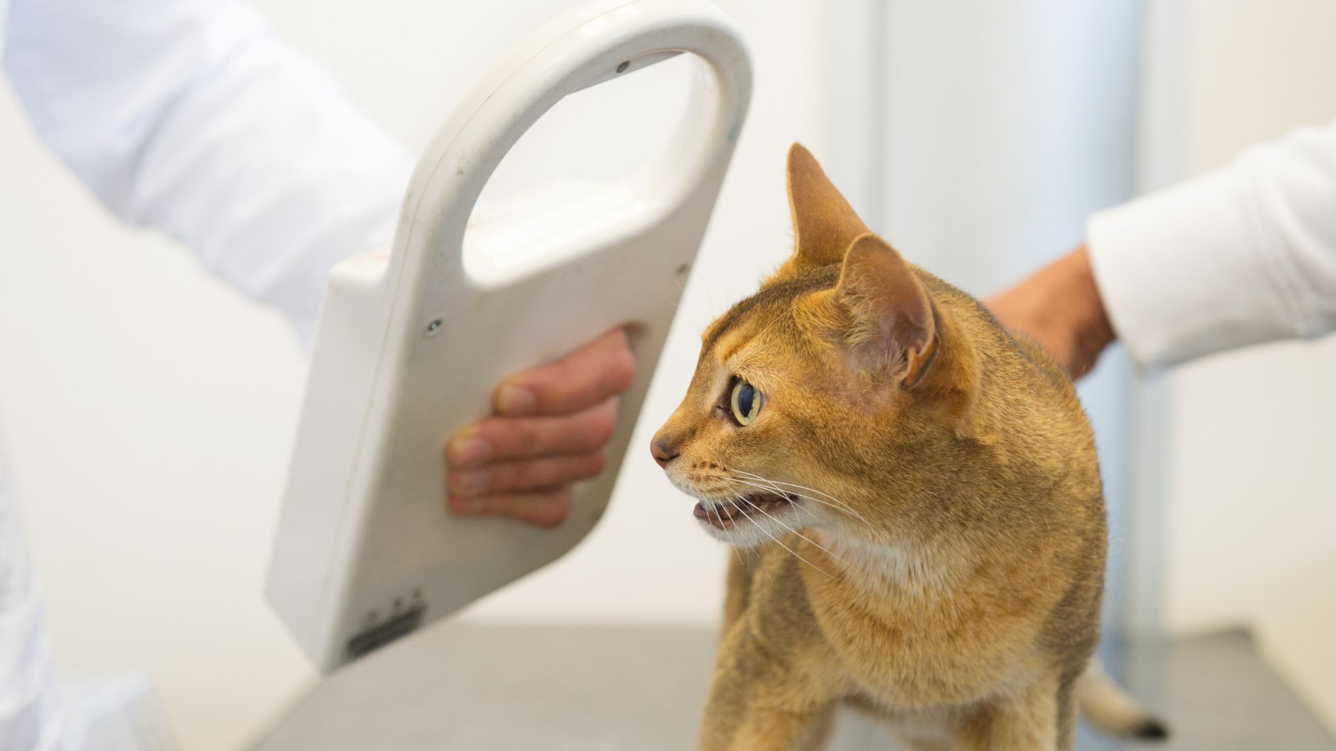 Pet Microchipping In Rock Island, IL 61201 Rock Island Animal Hospital