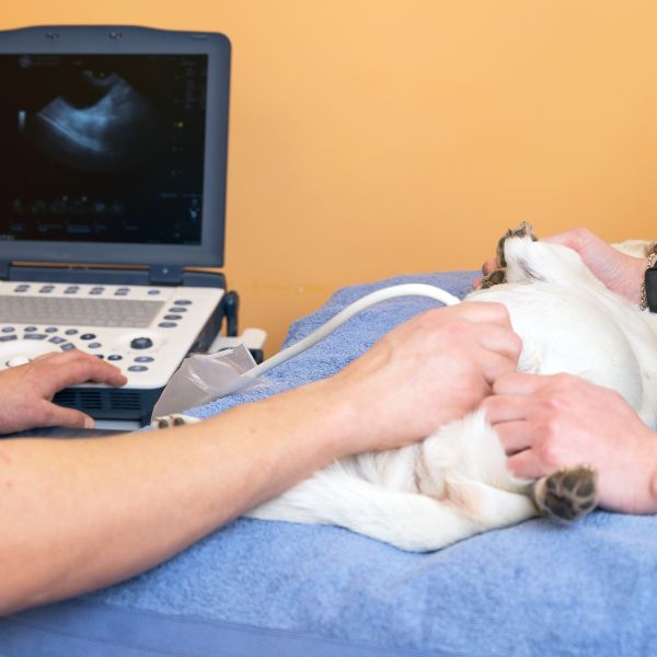 Veterinarian doing ultrasound examination of a cat