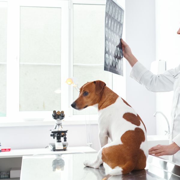 Veterinarian examining a dog's x-ray