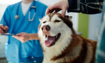 A veterinarian conducts a health examination on a dog