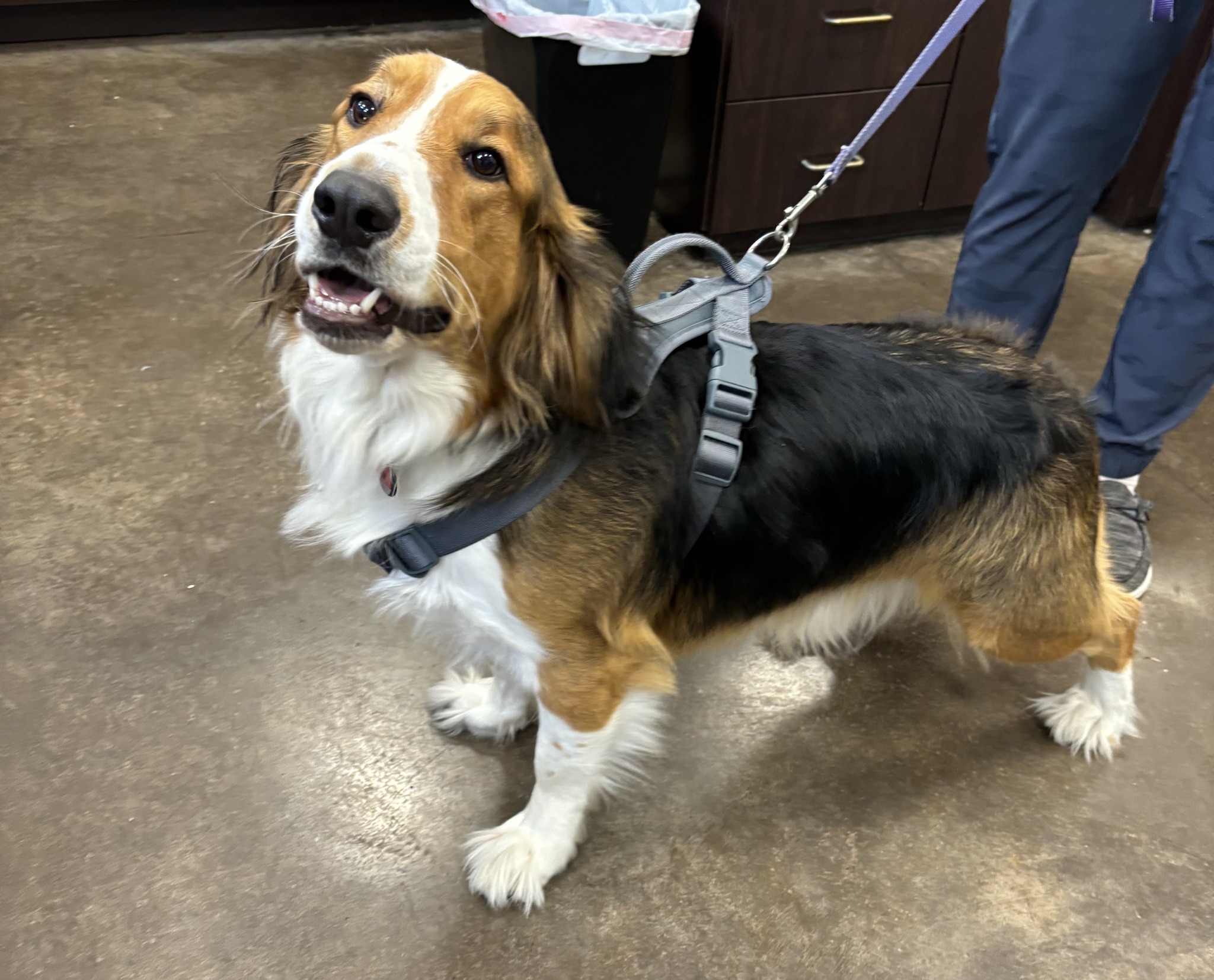 A veterinarian brushing dog's teeth