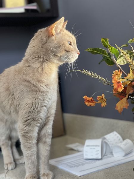 A veterinarian examining a cat