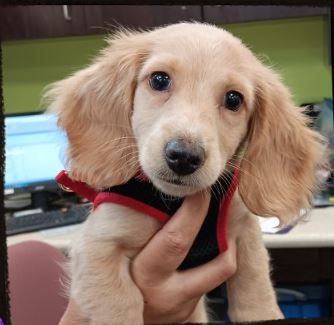 A veterinarian examining a dog