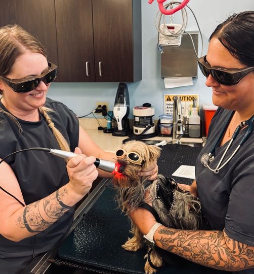 A vet applying laser therapy to dog