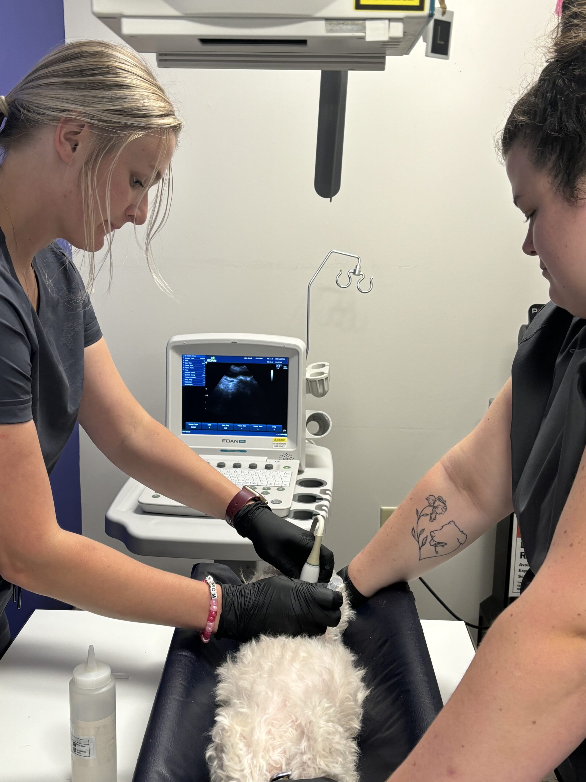 Veterinarian doing ultrasound examination of a cat