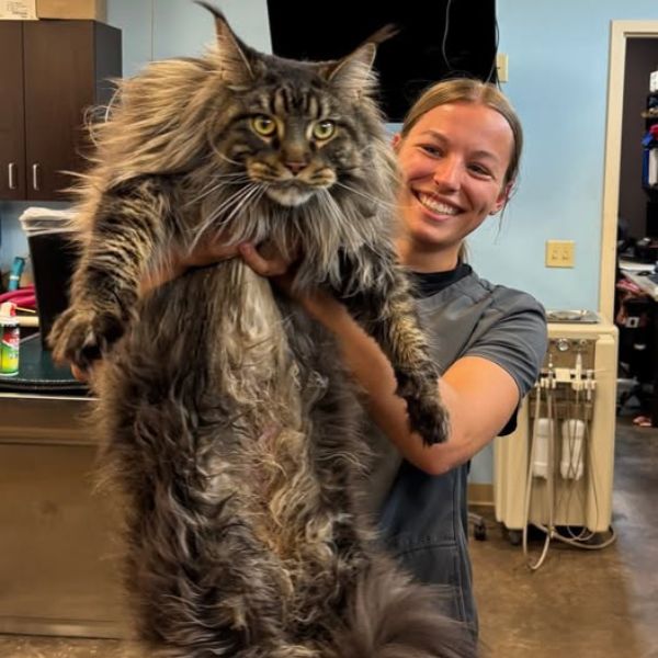 A woman gently cradles a large, fluffy cat in her arms