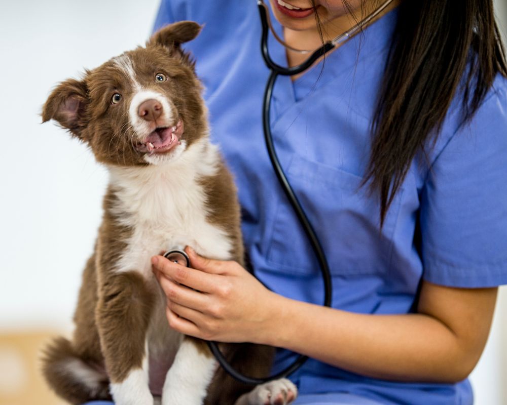 payment plans A veterinarian brushing dog's teeth